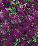 Ageratum Artist Purple 