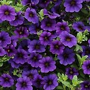 Calibrachoa Deep Blue 