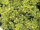 Euonymus j aureo marginatus 