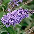 Buddleja buzz lavender 