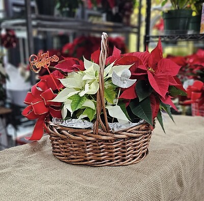 Red &amp; White Poinsettia
