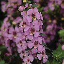 Angelonia Archangel Pink 