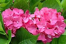 Hydrangea macr color fantasy 