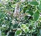 Mint Variegated Pineapple 