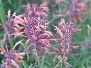 Agastache rupestris 