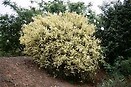 Cytisus scoparius `moonlight` 