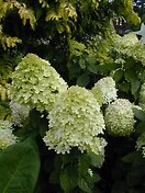 Hydrangea paniculata `limelight` 