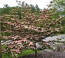 Cornus kousa 