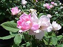 Rosa `blushing knock out`