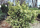 Euonymus j grandifolius 