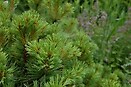 Pinus strobus `soft touch` 