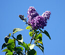 Syringa x hya. `royal purple` 