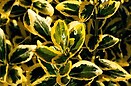 Euonymus j chollipo 