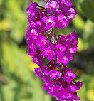 Buddleja dav royal red 