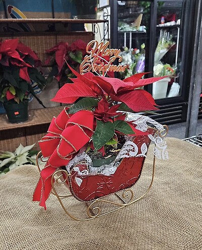 Poinsettia Sled