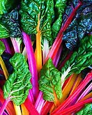 Swiss Chard Bright Lights