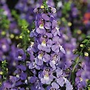 Angelonia Serena Blue 