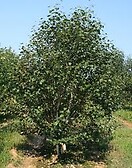 Betula jacquemontii- multistem 