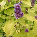 Agastache rugosa golden jubilee 