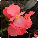 Begonia Whopper Rose Bronze Leaf 