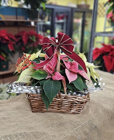 Mixed poinsettia basket