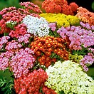 Achillea summer pastels 