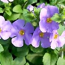 Bacopa Betty Blue 