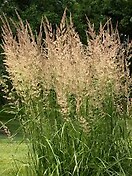 Calamagrostis x acutiflora karl foerster 