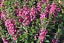 Angelonia Archangel Raspberry 