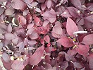 Alternanthera Purple Knight 