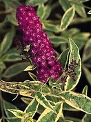 Buddleja davidii harlequin 