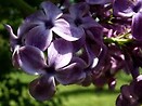 Syringa x hyacinth. `pocahontas` 