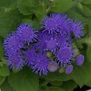 Ageratum Artist Blue 