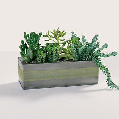 Succulent box garden