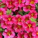 Calibrachoa Superbells Cherry Star 