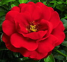 Rosa flwr car r scarlet