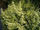 Euonymus j micro silver princess tm 