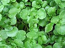 Watercress 