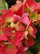 Hydrangea mac. `cityline vienna` 