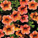 Calibrachoa Mini Famous Peach 