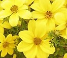 Bidens Mexican Gold 