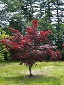 Acer palm bloodgood 