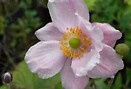 Anemone x hybrida serenade 