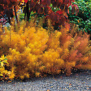 Amsonia hubrichtii 