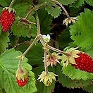 Alpine Strawberry 