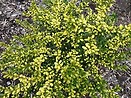 Ilex crenata `drops of gold` 