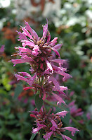 Agastache Acapulo Rose 