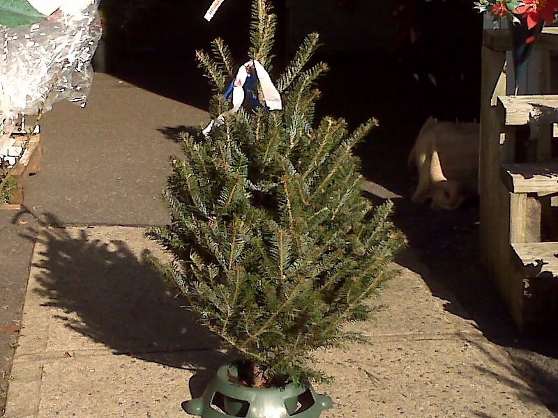 52 arranged by a florist in Wantagh, NY USA Abby's Parkside Nursery