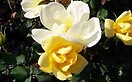 Rosa `sunny knockout`- tree