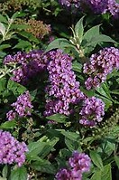 Buddleja dav petite indigo 